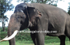 Pilikula Tuskers to take part in Mysore Dasara